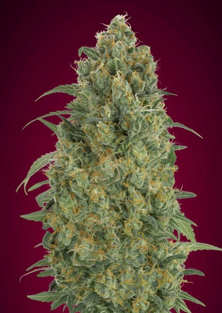 Advanced Seeds - Auto Strawberry Gum